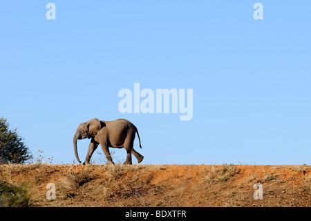 Young African elephant (Loxodonta africana) marcher sur un barrage, Madikwe Game Reserve, Afrique du Sud, l'Afrique Banque D'Images