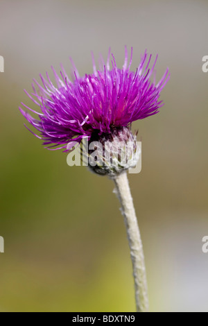 Prairie thistle Cirsium dissectum ; Banque D'Images