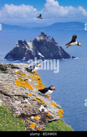 Les macareux sur Skellig Michael, Kerry, Irlande Banque D'Images