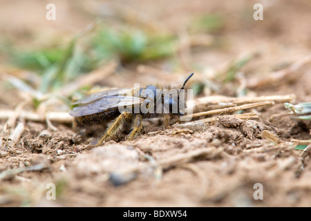 L'exploitation minière ; l'abeille Andrena sp. ; sur le sol Banque D'Images