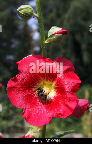 Red Rose Trémière (Alcea rosea commun, Althaea rosea) avec Buff-tailed bumblebee, grande terre bourdon (Bombus terrestris) Banque D'Images