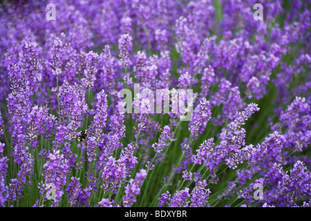 Abeille sur tige de lavande, champ de lavande, près de Chichester, West Sussex Banque D'Images