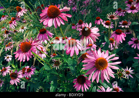 La floraison pourpre (Echinacea purpurea), plante médicale Banque D'Images