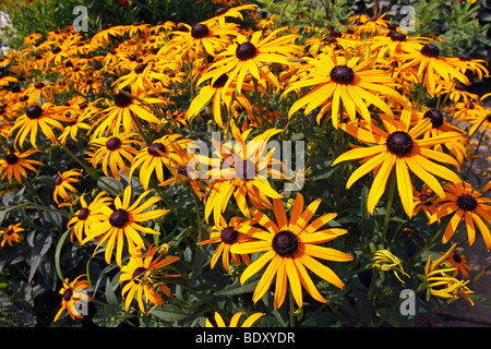 Cultivar fleur cône Rudbeckia fulgida Goldsturm (var. sullivantii Goldsturm cultivar) Banque D'Images