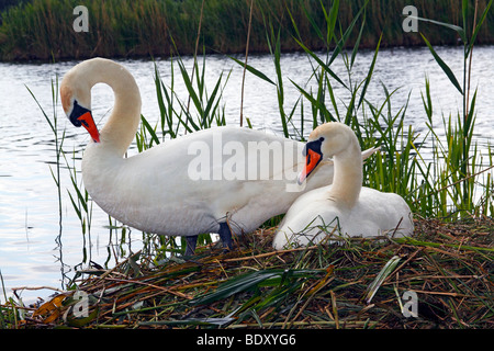 Couple d'imbrication et de reproduction Le Cygne tuberculé (Cygnus olor) Banque D'Images