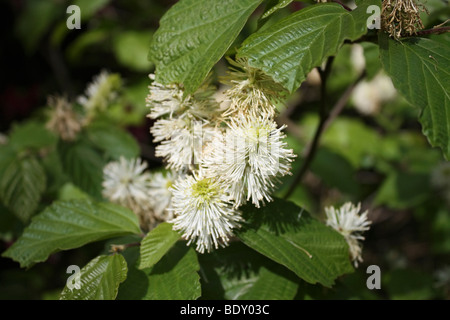 Fothergilla Monticola majeure ou une sorcière alder fleurs, Plantation, Isabella dans Richmond Park, Surrey, Angleterre, Royaume-Uni. Banque D'Images