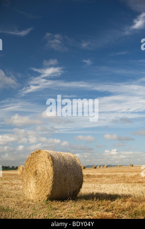 Bottes de paille dans un champ au moment de la récolte dans la campagne anglaise Banque D'Images