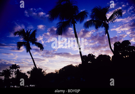 Les formations de nuages merveilleux, derrière les palmiers à the Calabash Hotel Grenade. West Indies. Banque D'Images