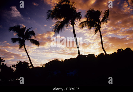 Les formations de nuages merveilleux, derrière les palmiers à the Calabash Hotel Grenade. West Indies. Banque D'Images