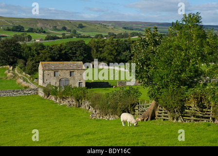 Domaine des granges dans Wensleydale, près de Aysgarth, Wensleydale, Yorkshire Dales National Park, North Yorkshire, England UK Banque D'Images