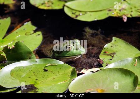 Bullfrog assis dans un étang peu profond avec de l'eau lillies Banque D'Images