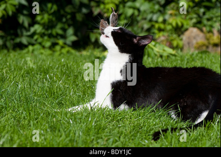 Chat domestique à jouer avec la souris capturées. Banque D'Images