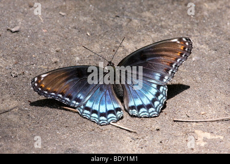 L'amiral rouge-violet papillon tacheté Banque D'Images