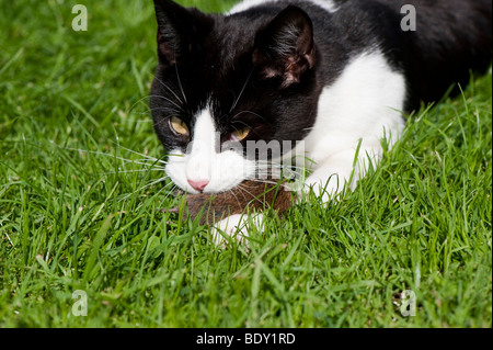 Chat domestique à jouer avec la souris capturées. Banque D'Images