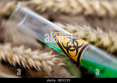 Tube à essai avec danger biologique et des épis de blé, blé génétiquement manipulé Banque D'Images