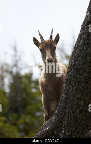 Junger Bouquetin des Alpes (Capra ibex), Wang, Canton de Berne, Suisse, Europe Banque D'Images