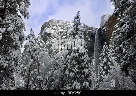 Bridalveil Falls cascade à travers les pins couverts de neige comme Cathdral Rocks loom surcharge dans Yosemite National Park, California, USA. Banque D'Images