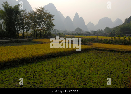 Rizières sur le point d'être récoltées le long de la rivière Yulong en face des arbres et des roches karstiques, Yangshuo, Guilin, Guanxi, Chine, un Banque D'Images