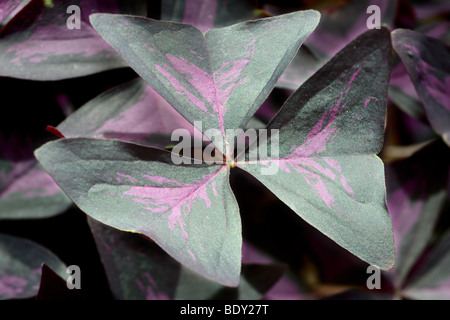 Violet, faux ou Lucky Shamrock (Oxalis regnellii atropurpurea Oxalis triangularis) ou Banque D'Images