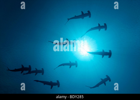 Neuf Requins-marteau halicorne (Sphyrna lewini) comme la natation en eau libre des silhouettes avec le soleil à la surface de la mer, vu f Banque D'Images