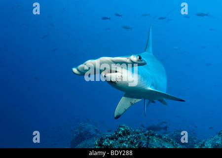 Requin-marteau halicorne (Sphyrna lewini) natation en eau libre, l'île de Darwin, l'archipel des Galapagos, UNESCO World Heritage Banque D'Images