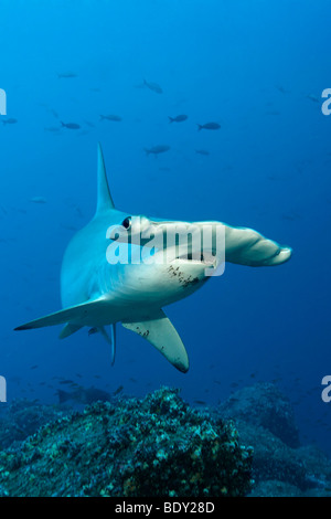 Requin-marteau halicorne (Sphyrna lewini) natation en eau libre, l'île de Darwin, l'archipel des Galapagos, UNESCO World Heritage Banque D'Images