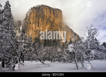 Le monolithe de granit pied 8 000 El Capitan se dégage de l'nuages à Yosemite National Park, California, USA. Banque D'Images