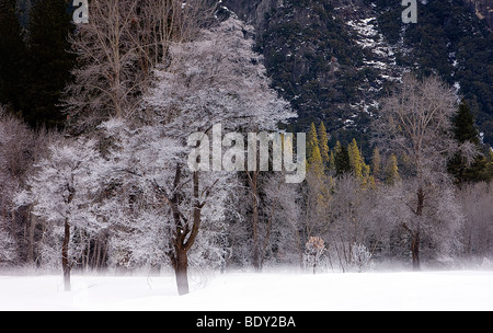 Les arbres gelés et la brume montée de la vallée Yosemite, Yosemite National Park, California, USA. Banque D'Images