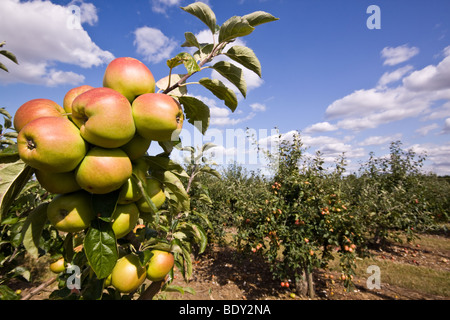 Apple Tree à Brogdale Farm Kent Banque D'Images