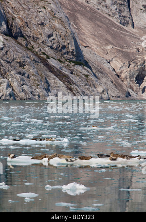 Seward, Alaska - Le phoque commun reposant sur des blocs de glace dans le nord-ouest de Fjord Kenai Fjords National Park. Banque D'Images