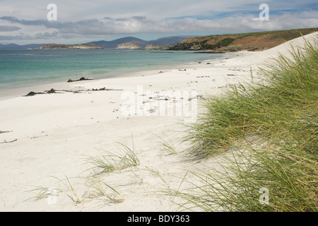 Plage sur l'île de la carcasse, des îles Malouines Banque D'Images