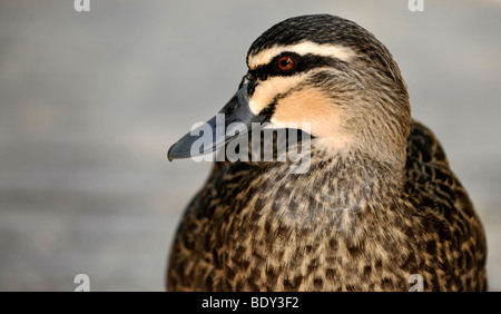 Pacific Canard noir (Anas superciliosa), Queensland, Australie Banque D'Images