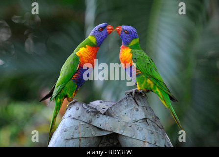 Rainbow loriquets verts, Loris (Trichoglossus haematodus), Queensland, Australie Banque D'Images