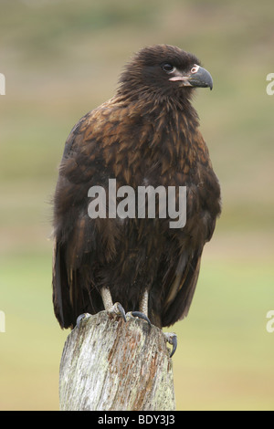 Caracara strié ou Johnny Rook (Phalcoboenus australis), îles Malouines, l'Amérique du Sud Banque D'Images