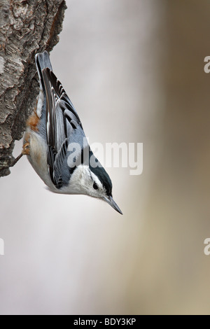 Sittelle à poitrine blanche (Sitta carolinensis) carolinenss on tree Banque D'Images