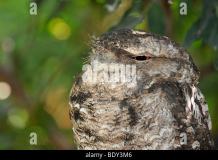 Une grille supérieure de papou (Podargus papuensis), Queenland, Australie Banque D'Images