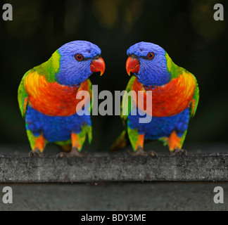 Rainbow loriquets verts, Loris (Trichoglossus haematodus), Queensland, Australie Banque D'Images