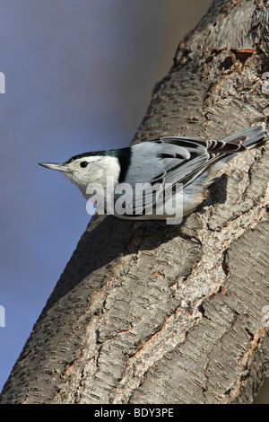 Sittelle à poitrine blanche (Sitta carolinensis) carolinenss on tree Banque D'Images