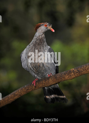 Pigeon Nicobar (Caloenas nicobarica), Franche-Comté Banque D'Images