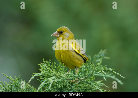 Verdier (Carduelis chloris), Suisse, Europe Banque D'Images