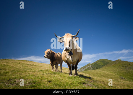 Sur les monts du Cantal, l'Aubrac une vache et son veau à pied (France). Vache de race Aubrac et son veau dans les Monts du Cantal. Banque D'Images