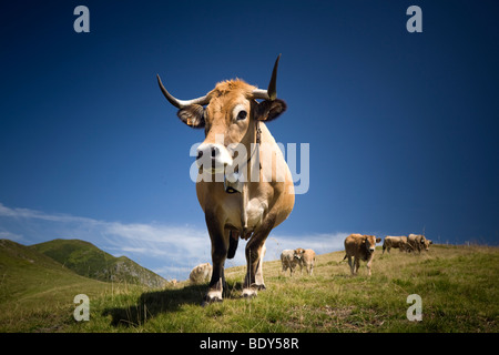 Vaches Aubrac au cours de l'été sur les monts du Cantal (France). Vaches d'Aubrac à l'estive dans les Monts du Cantal (France). Banque D'Images