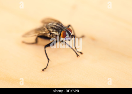 Close up mouche domestique (Musca domestica) Banque D'Images