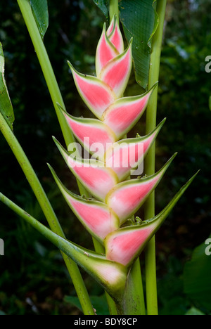 Heliconia Heliconia wagneriana (Pâques), l'inflorescence. Banque D'Images