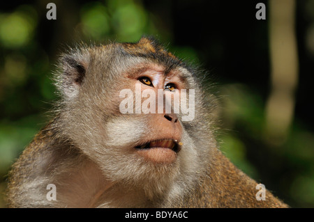 Manger du crabe ou Macaque macaque à longue queue (Macaca fascicularis), Sacred Monkey Forest Sanctuary, Padangtegal, Ubud, Bali, Indo Banque D'Images