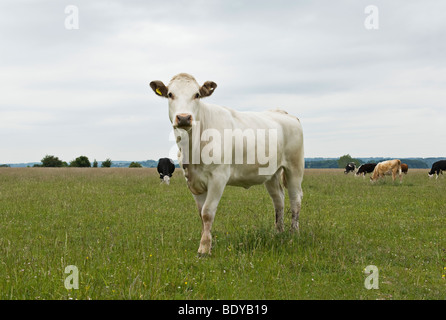 La vache au champ Banque D'Images