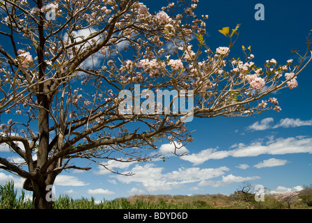 Roble de Sabana, Rosy Tabebuia rosea), la floraison. Banque D'Images