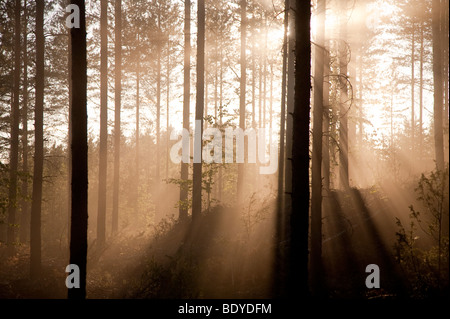 Soleil brille à travers un nuage de poussière dans le pin ( pinus sylvestris ) forêt de taïga finlandaise , Finlande Banque D'Images