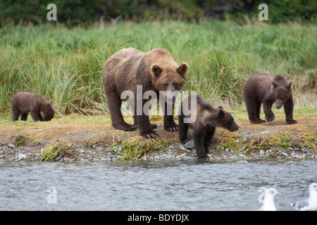 Sow Grizzly avec pêche oursons triplet dans l'herbe verte dans le parc national de Katmai Bay géographique nous Alaska Amérique du Nord Banque D'Images