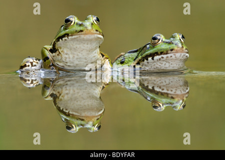Les grenouilles de l'eau (Rana esculenta, Pelophylax kl. esculentus) avec la réflexion Banque D'Images